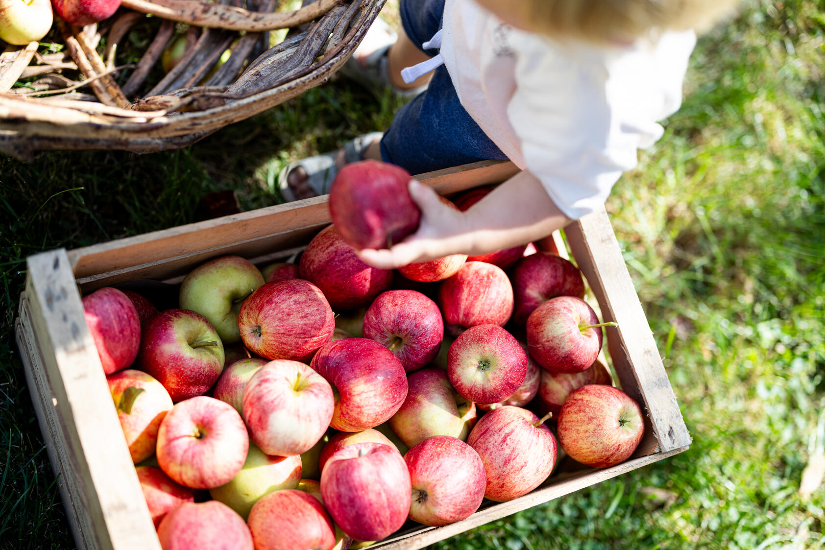 10 kg Äpfel zum Selberpflücken beim Apfelpflücktag der Familie Ligges in Flaurling