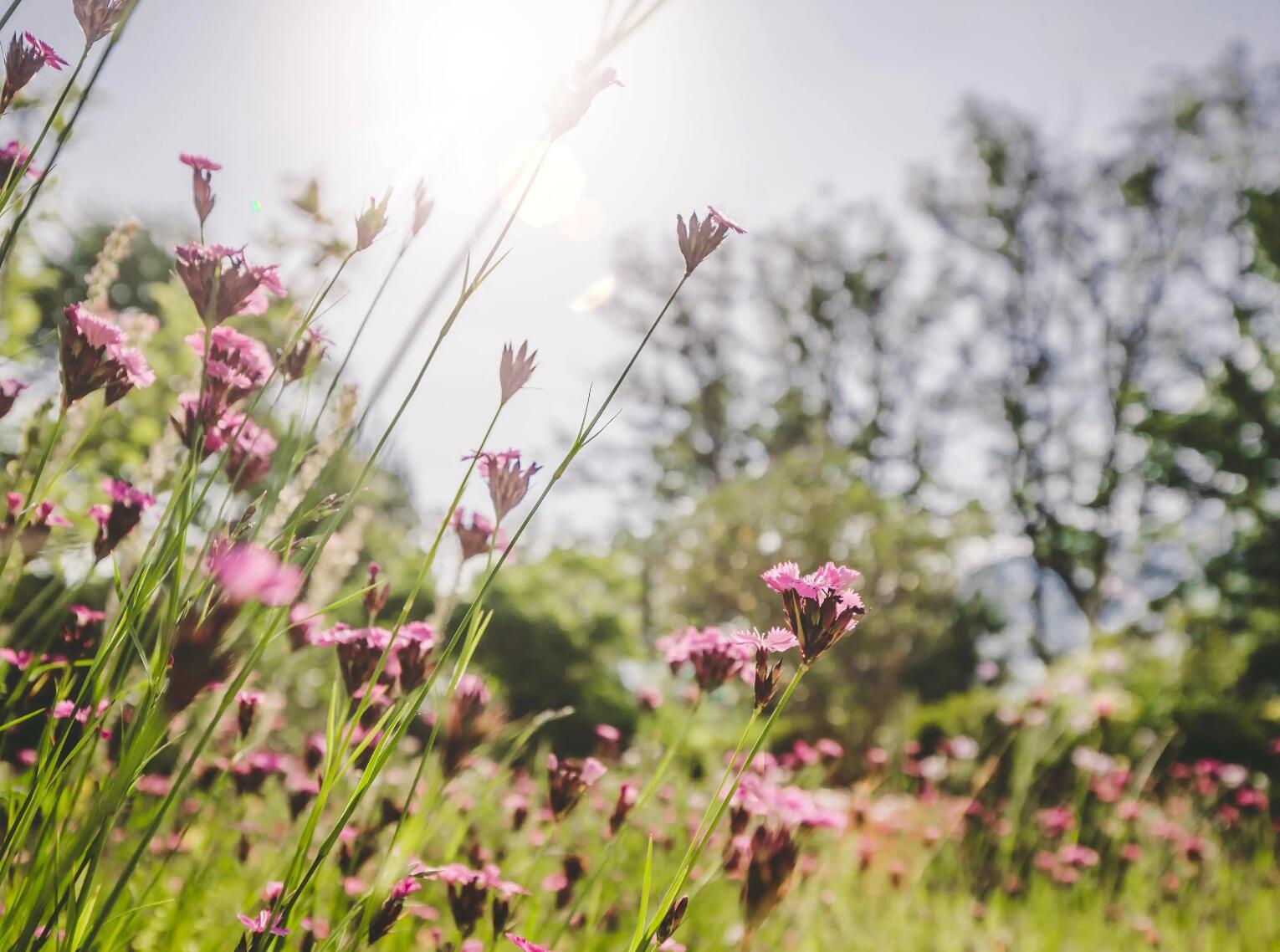 3 x 3m² Blumenwiese mit je 12 Pflanzen Saatgut und Schotter