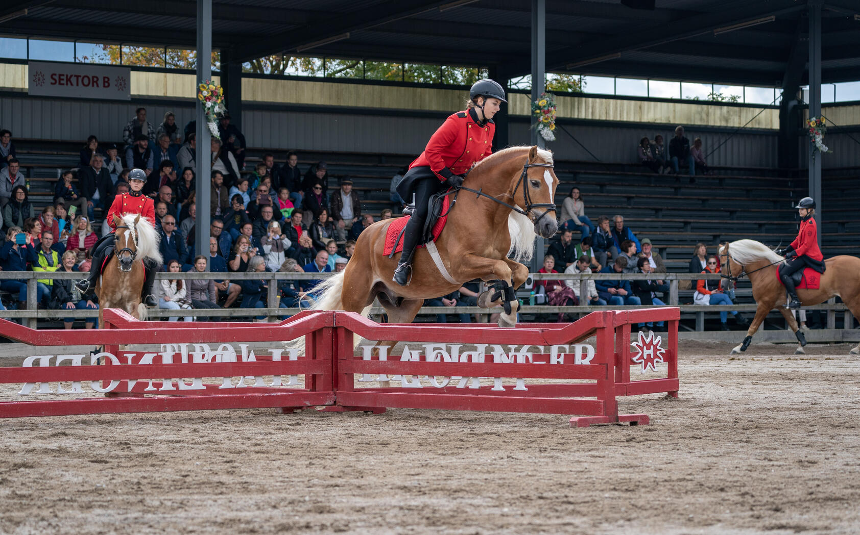 Haflinger Shows