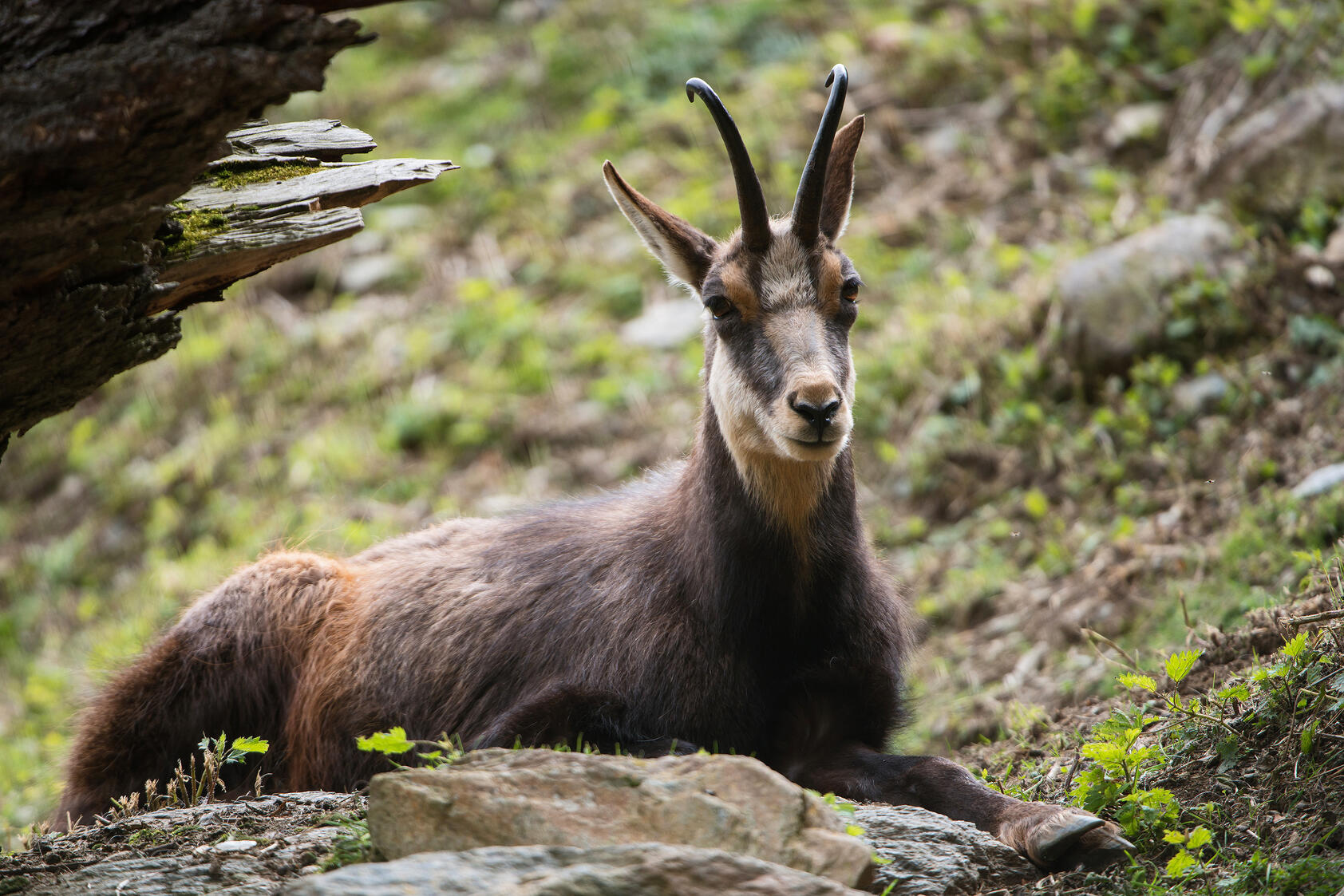 Wildpark Assling