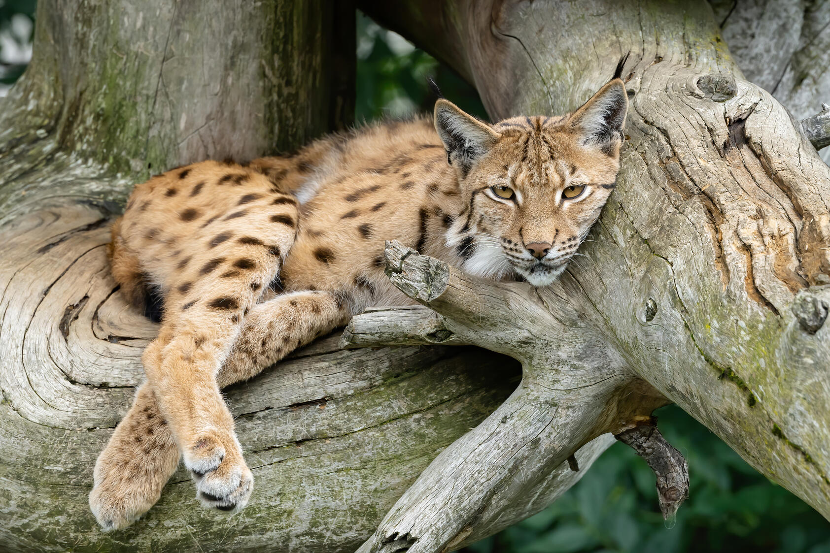 Wildpark Assling
