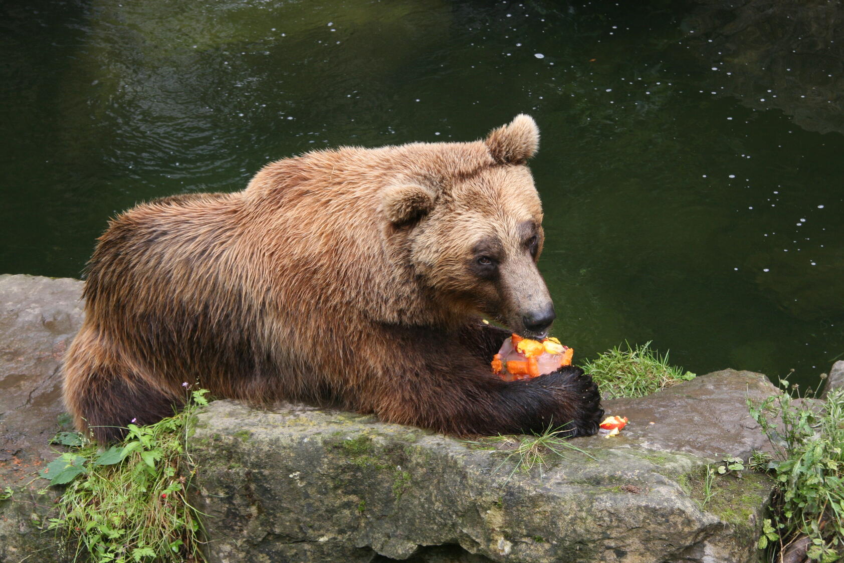 Abenteuer- und Entdeckungsreise durch den Alpenzoo